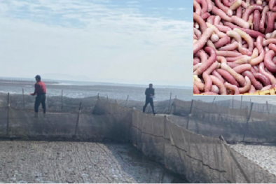 TCVN 14145:2024 về yêu cầu kỹ thuật giống sá sùng